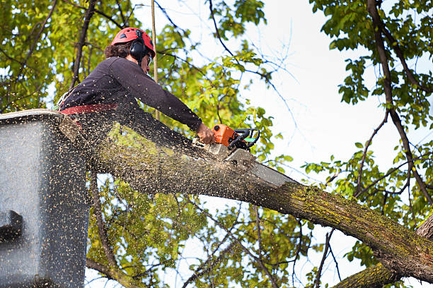 Professional Tree Care in Weatherby Lake, MO
