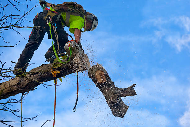 Best Hazardous Tree Removal  in Weatherby Lake, MO